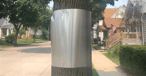 metal box taped to tree|metal trunks wrapped around trees.